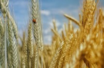 Los cultivos equilibrados son cultivos sanos
