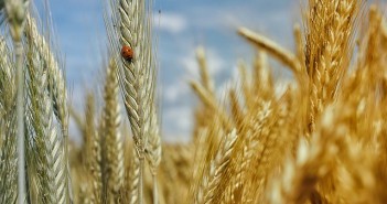 Suelo y micro gigantes: Cultivos Los cultivos equilibrados son cultivos sanos